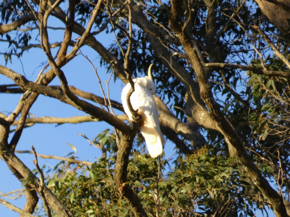 Sulphur-crested Cockatoo - ML642004169