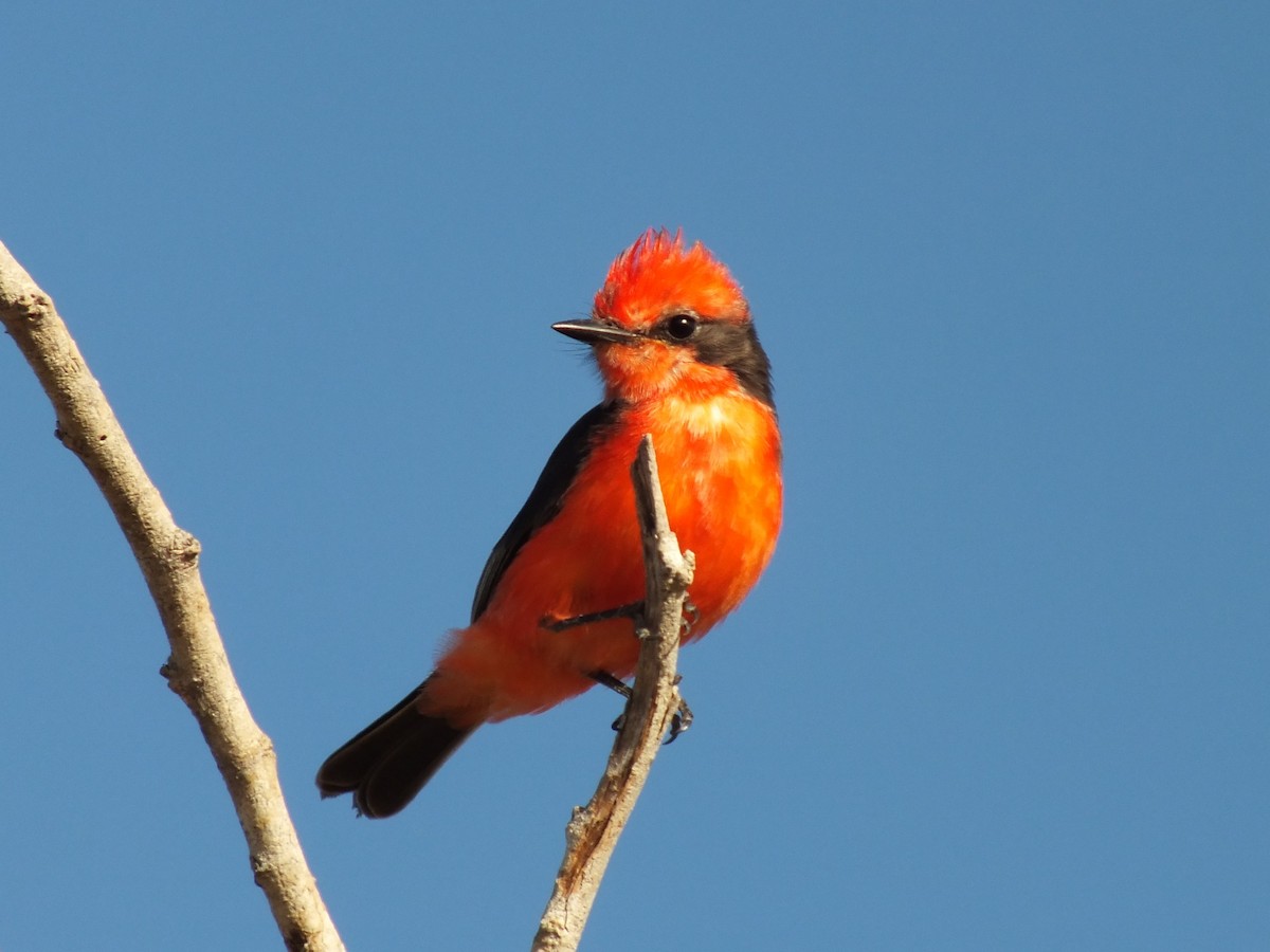 Vermilion Flycatcher - ML642004171