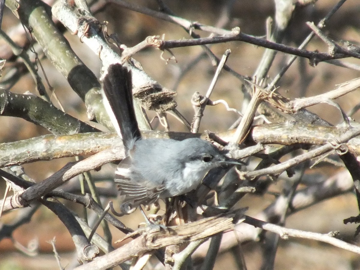 Tropical Gnatcatcher - ML642004173