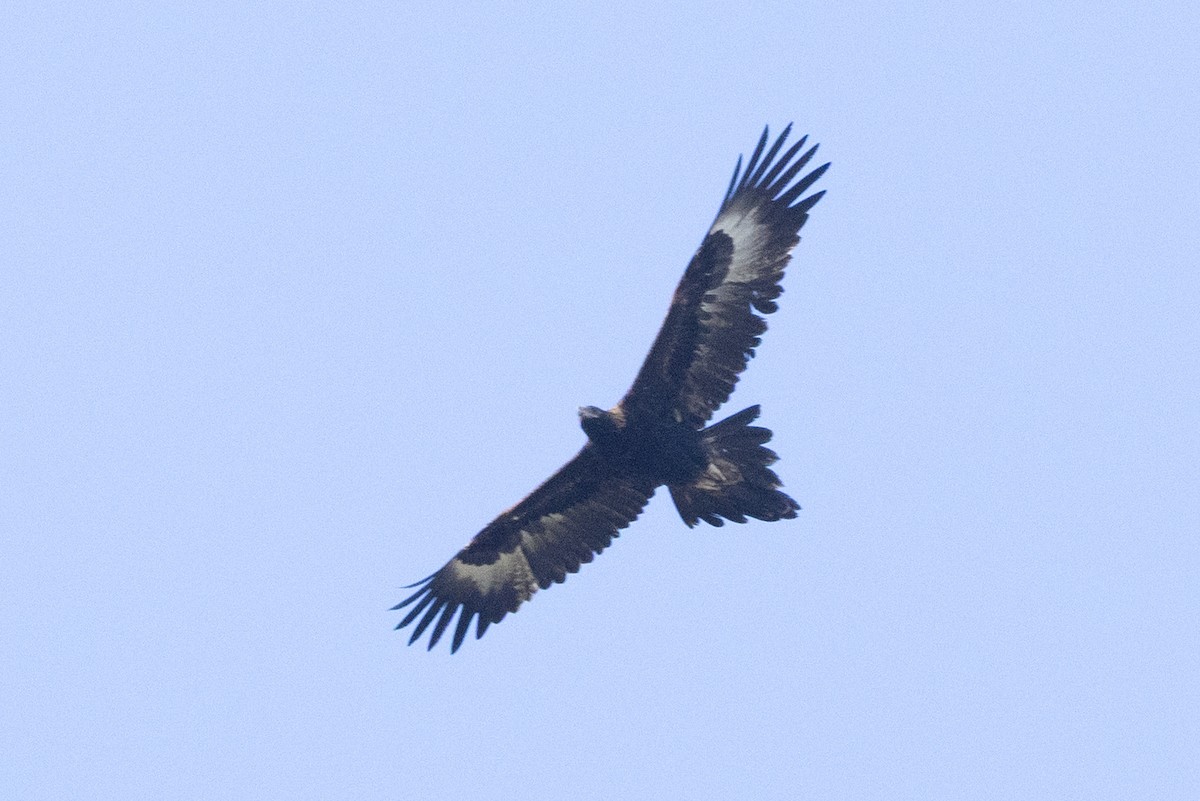 Aigle d'Australie - ML642004188