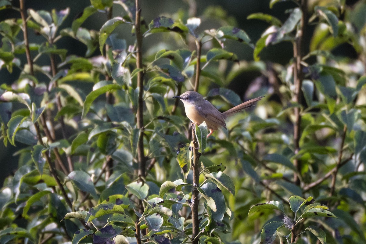 Ashy Prinia - ML642004194