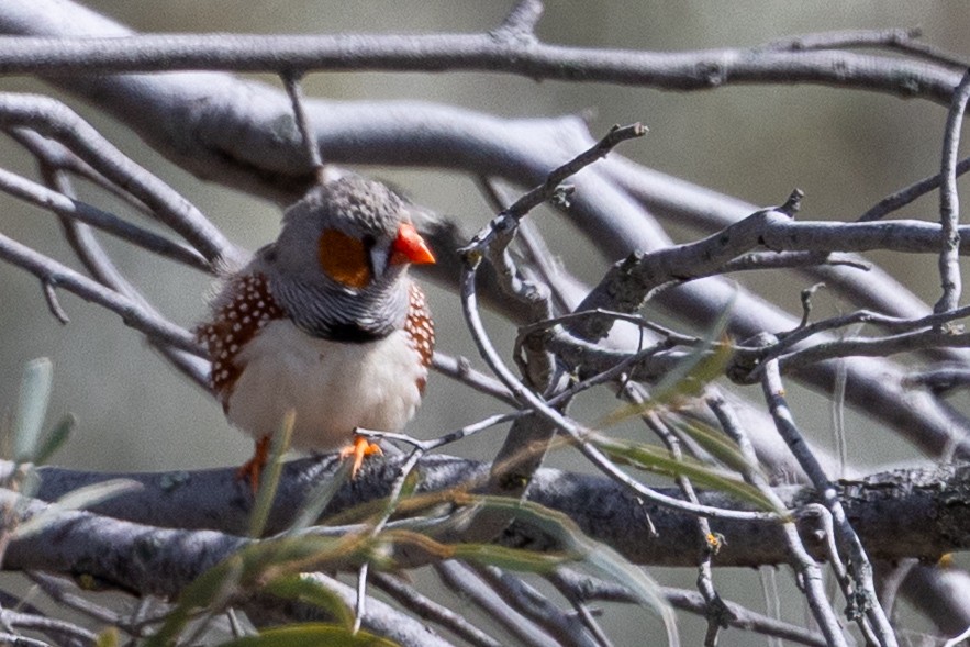 Zebra Finch - ML642004195