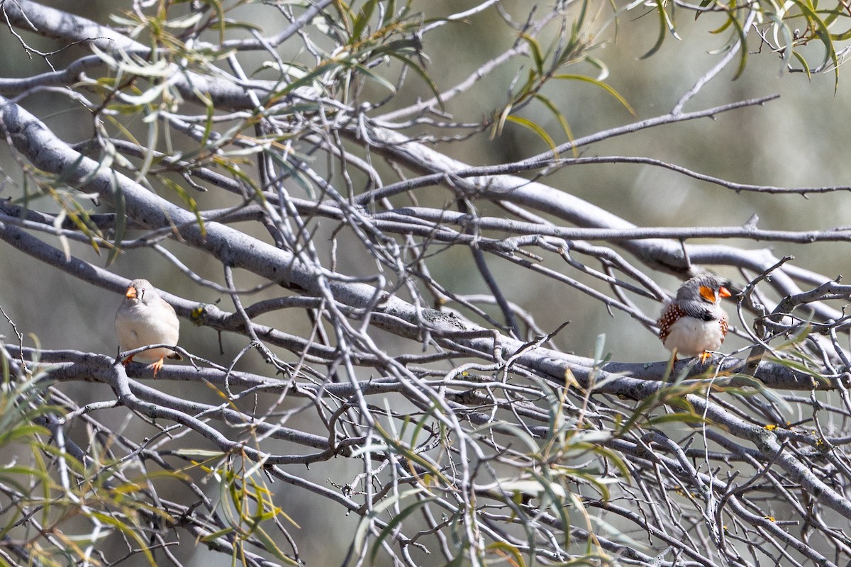 Zebra Finch - ML642004196