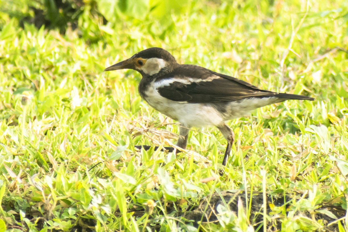 印度鵲椋鳥 - ML642004200
