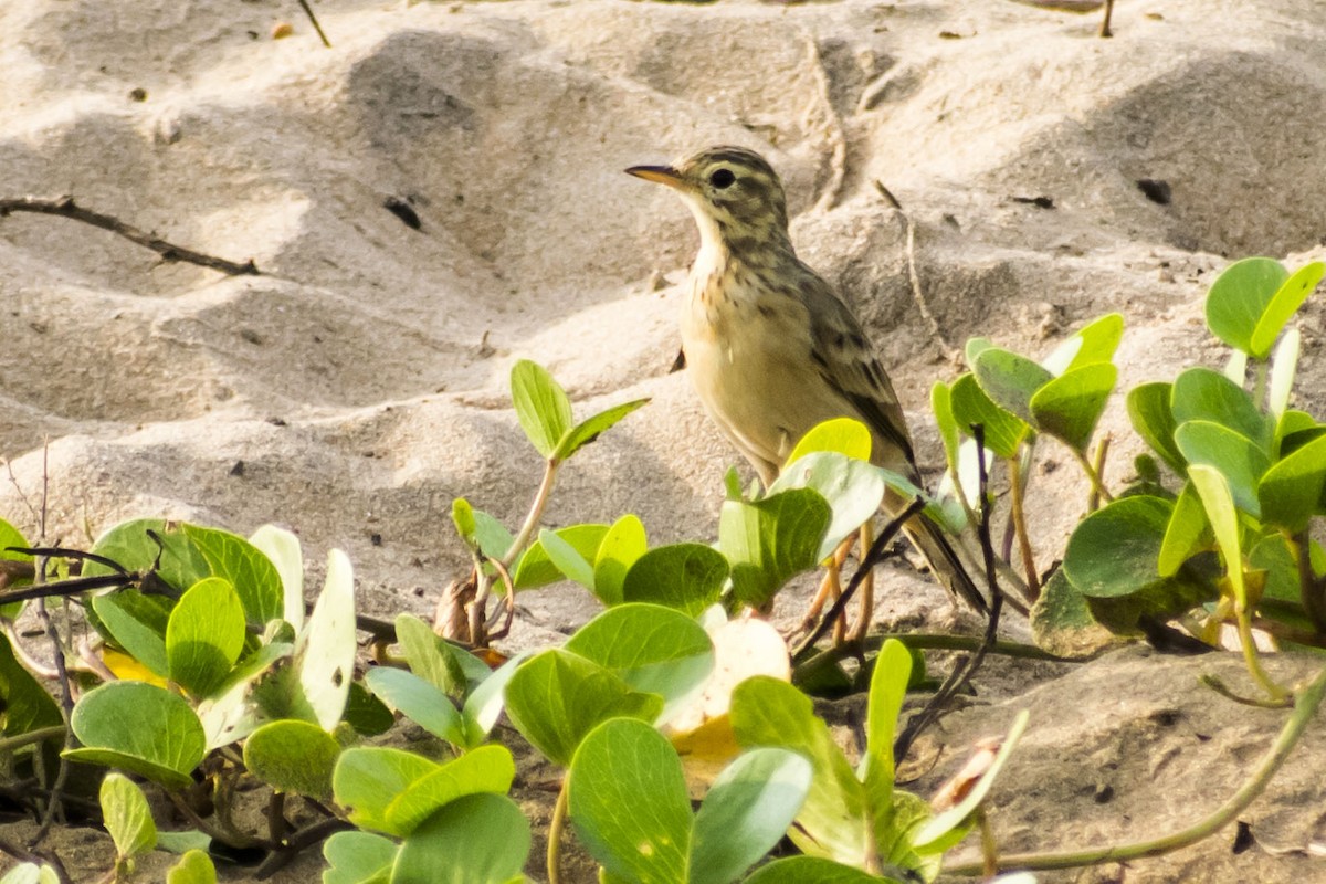 Paddyfield Pipit - ML642004202