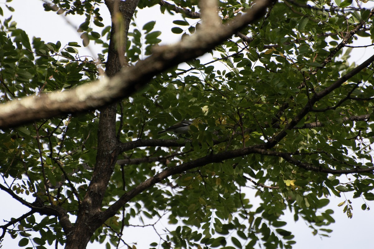 Yellow-throated Vireo - ML642004215