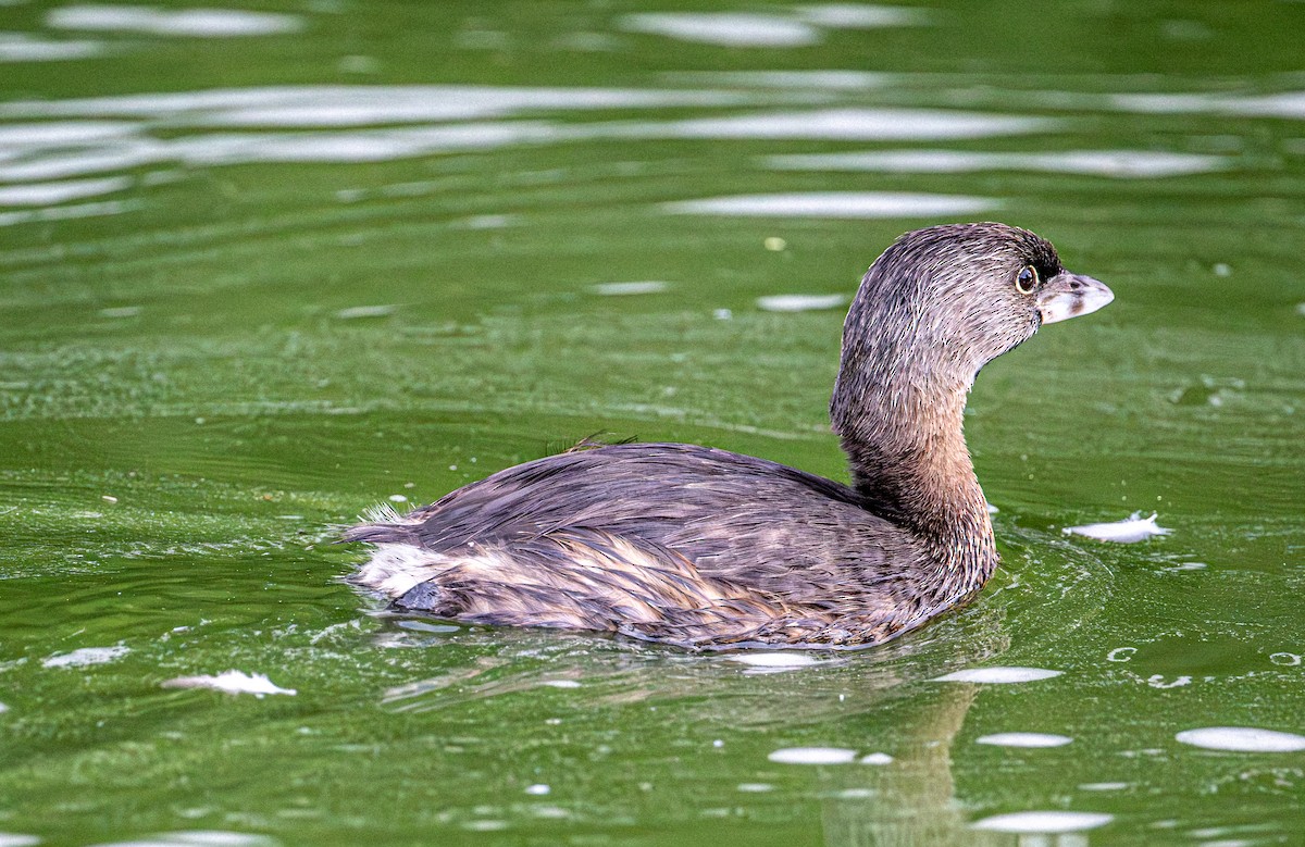 Pied-billed Grebe - ML642004231