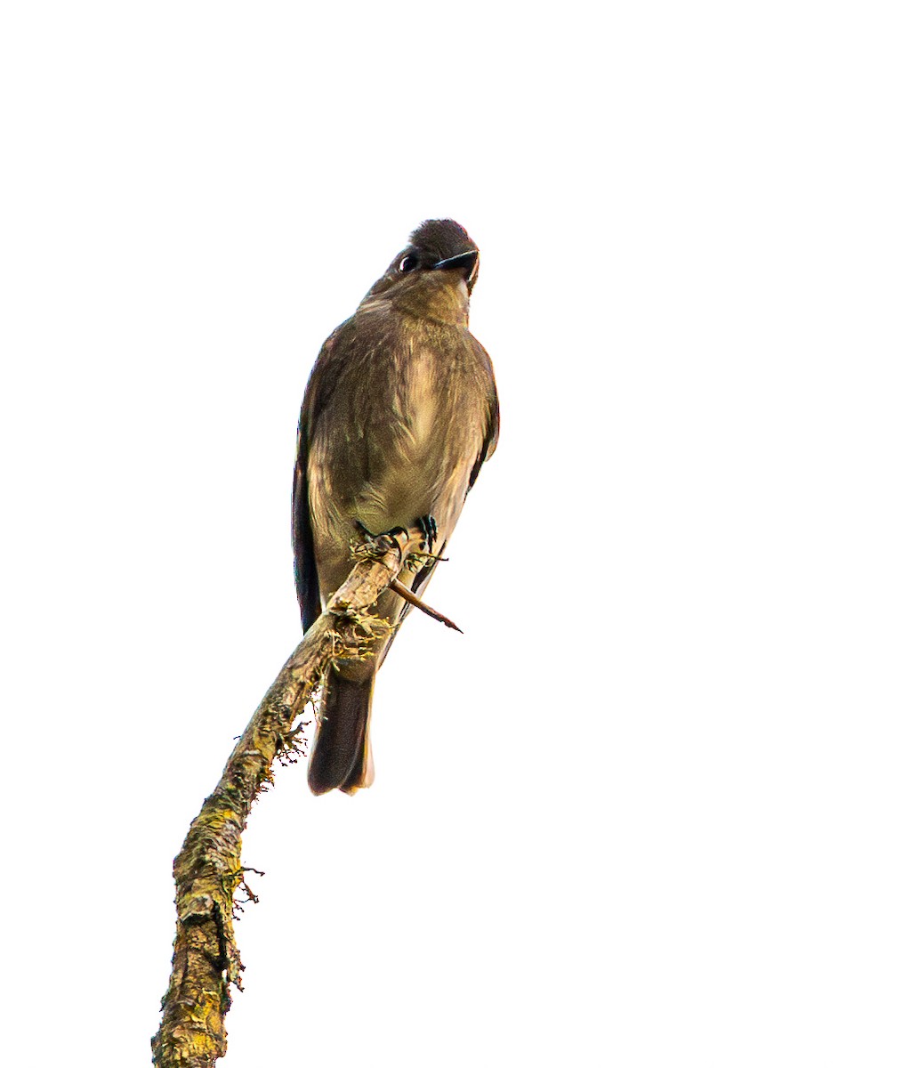 Blasskehl-Schnäppertyrann - ML642004242