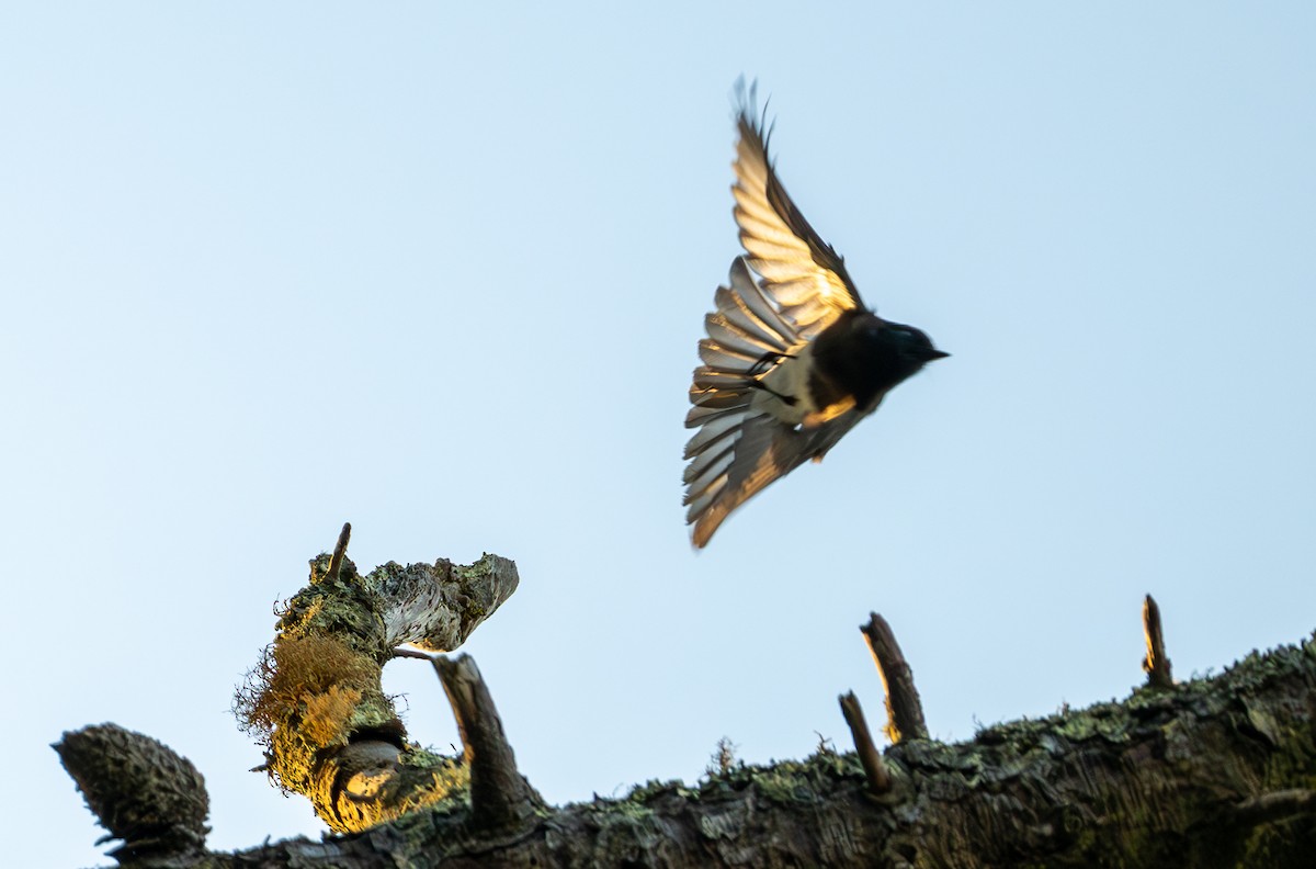 Black Phoebe - ML642004250