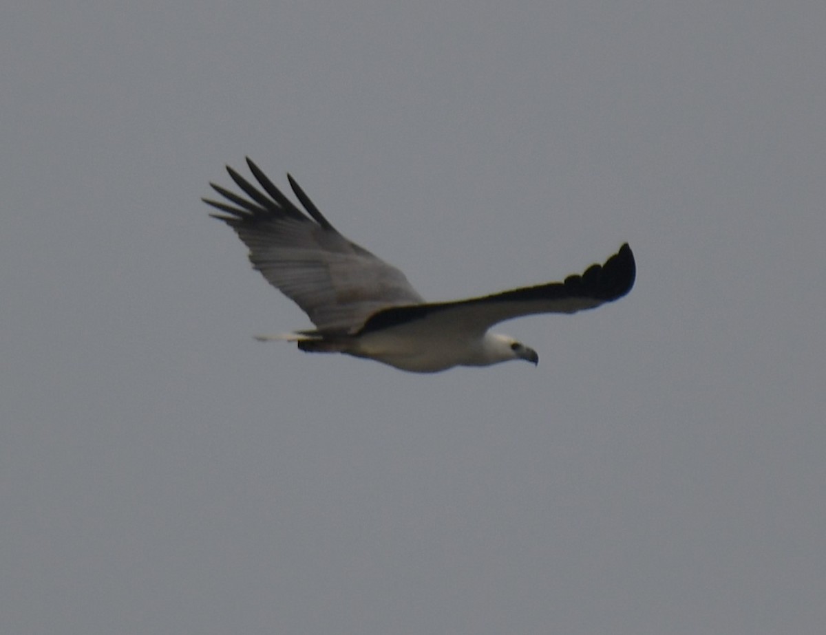 White-bellied Sea-Eagle - ML642004260