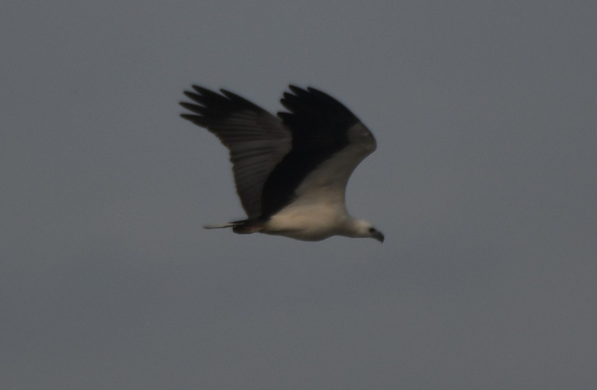 White-bellied Sea-Eagle - ML642004266