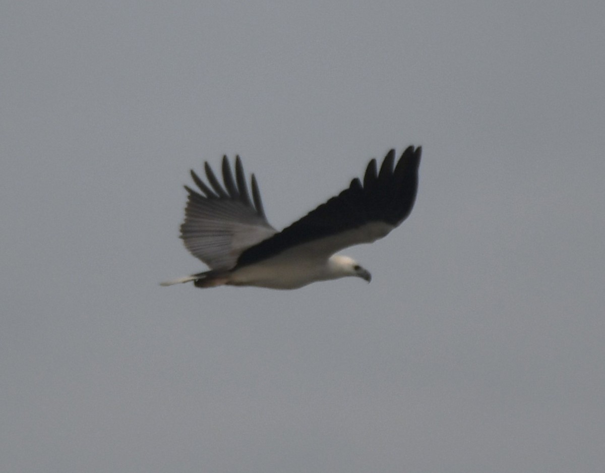 White-bellied Sea-Eagle - ML642004267