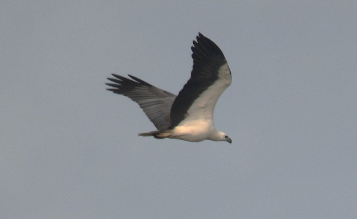 White-bellied Sea-Eagle - ML642004275