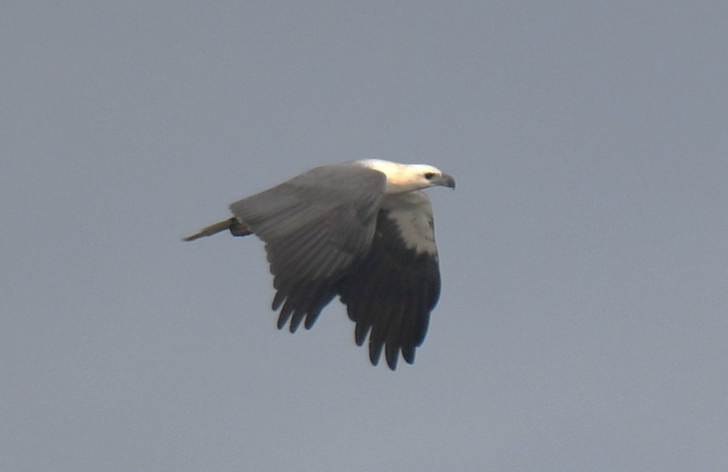 White-bellied Sea-Eagle - ML642004276