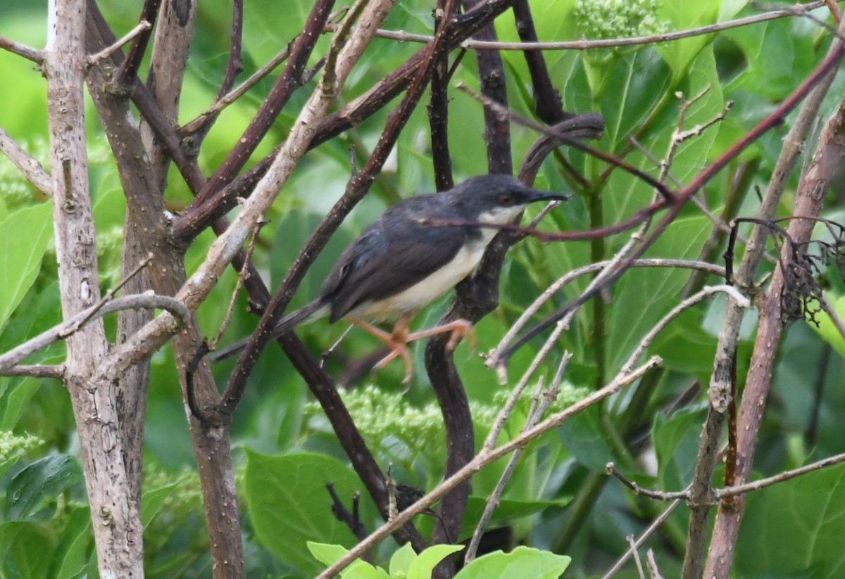 Ashy Prinia - ML642004295