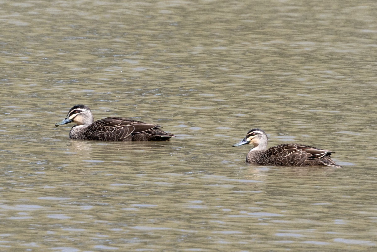 Pacific Black Duck - ML642004296