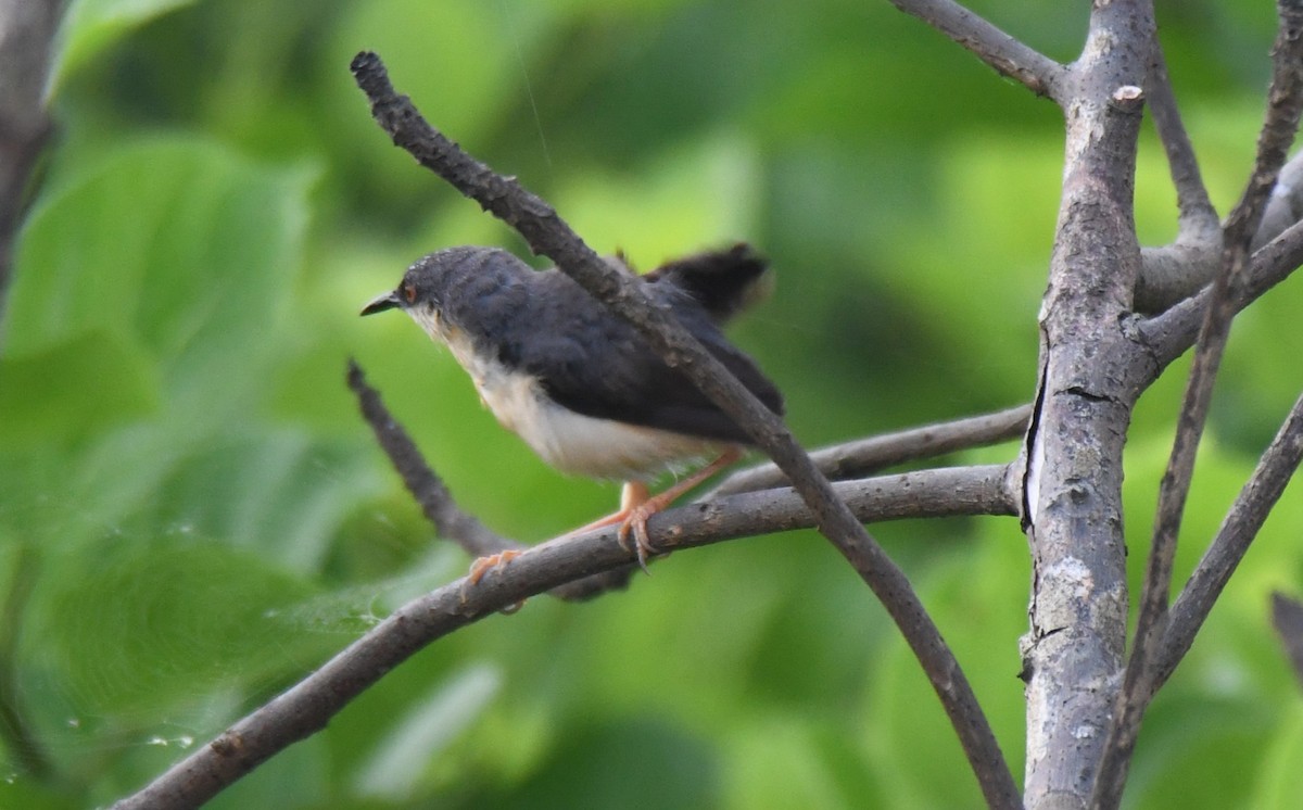 Ashy Prinia - ML642004298