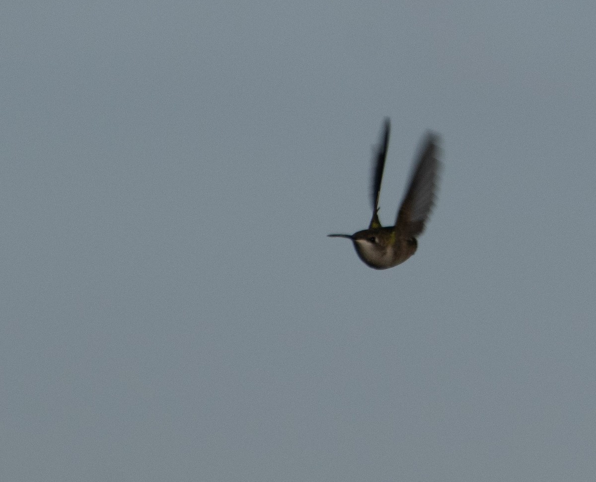 Ruby-throated Hummingbird - ML642004299