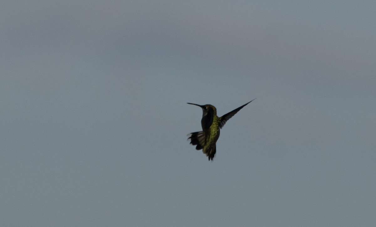 Ruby-throated Hummingbird - ML642004300