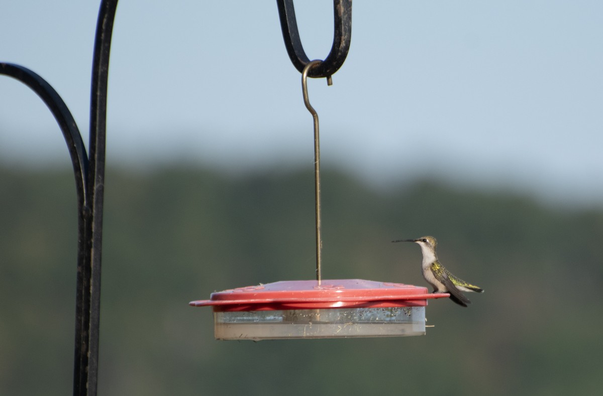 Ruby-throated Hummingbird - ML642004301