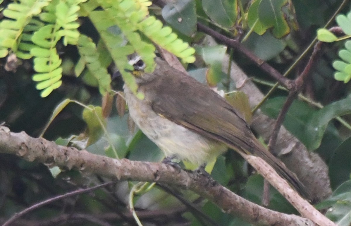 White-browed Bulbul - ML642004302