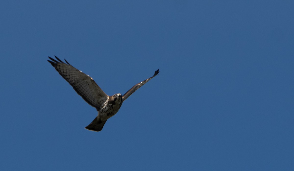 Broad-winged Hawk - ML642004304