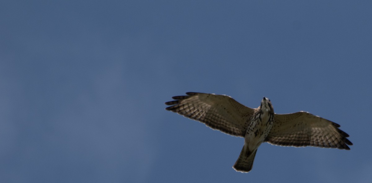 Broad-winged Hawk - ML642004305