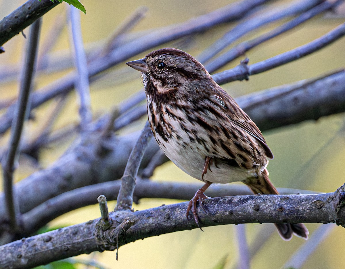 Song Sparrow - ML642004306