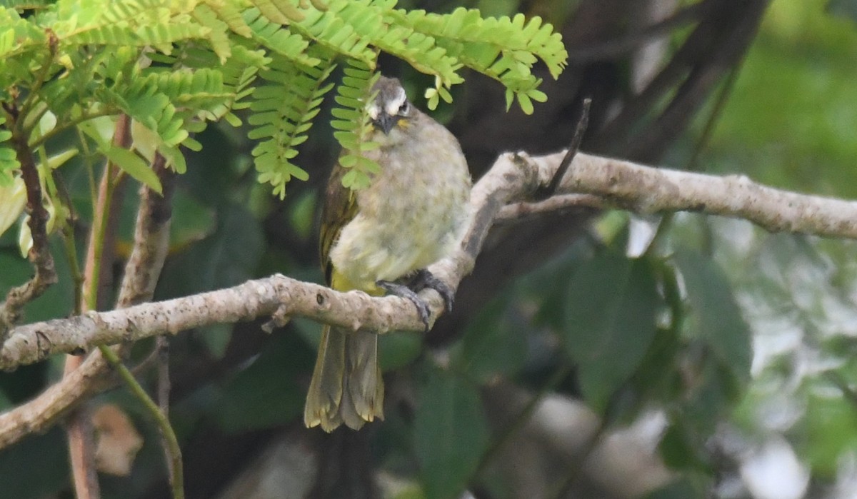 White-browed Bulbul - ML642004307