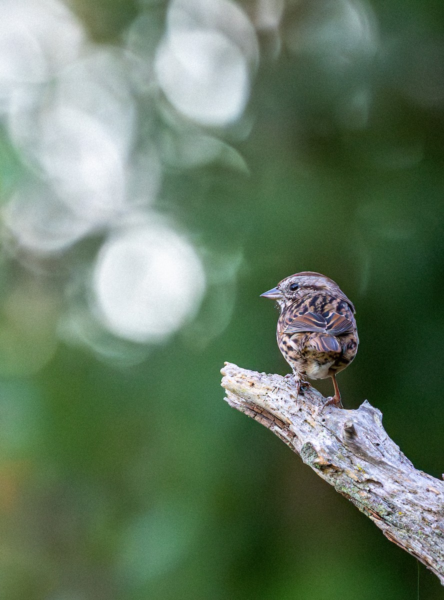 Song Sparrow - ML642004308