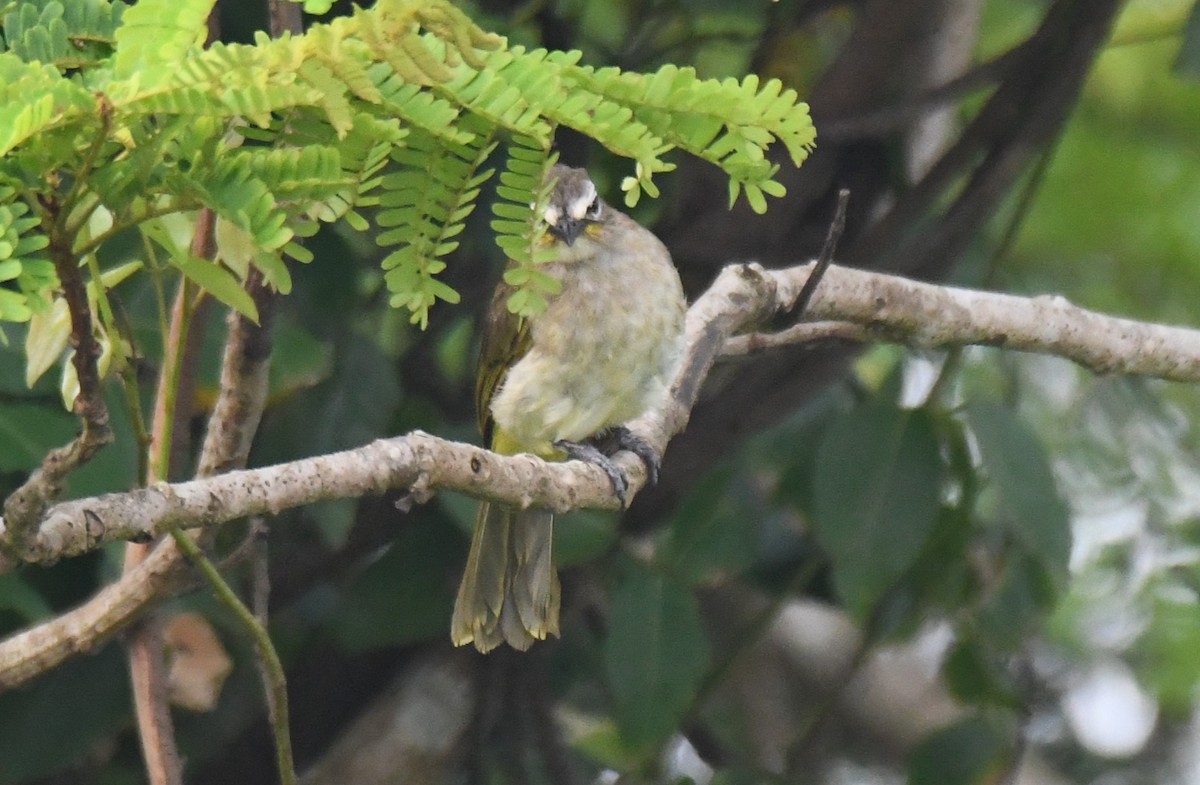 White-browed Bulbul - ML642004313