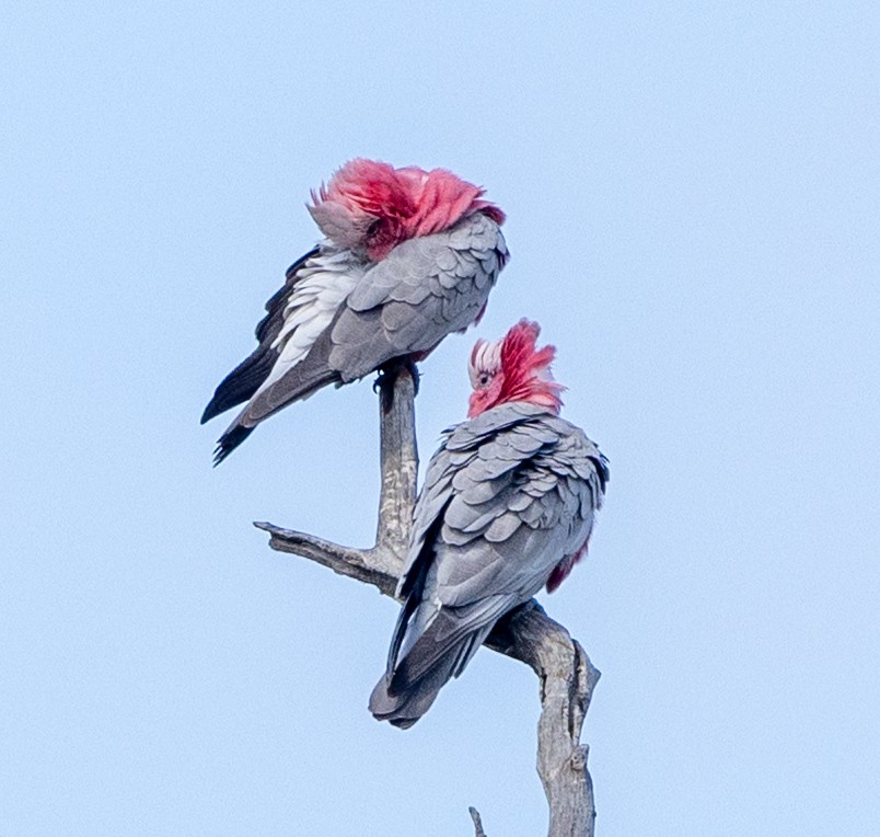 Galah - ML642004314