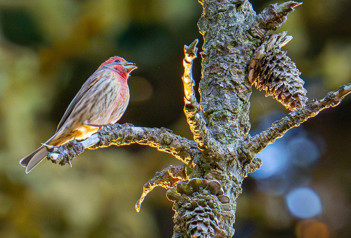 House Finch - ML642004315