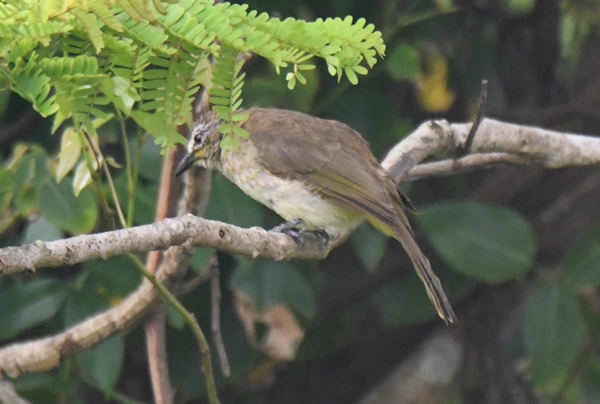 White-browed Bulbul - ML642004316