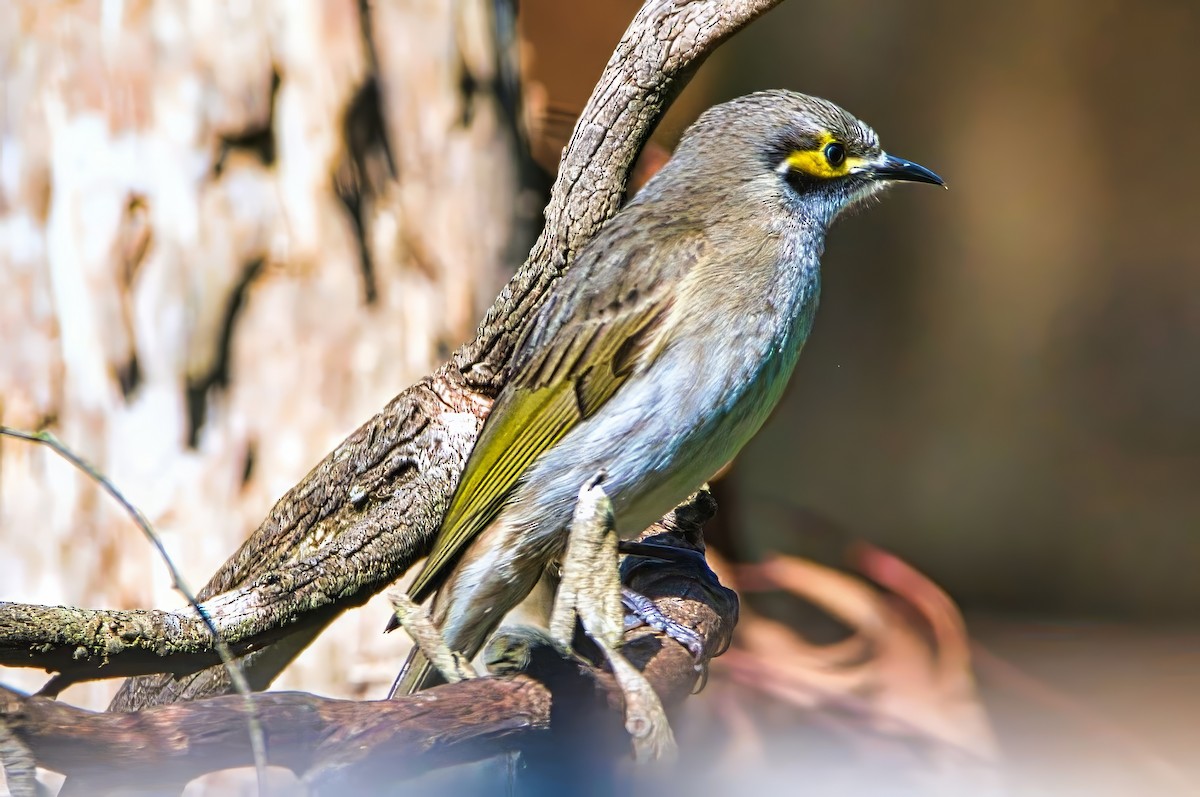 Yellow-faced Honeyeater - ML642004317