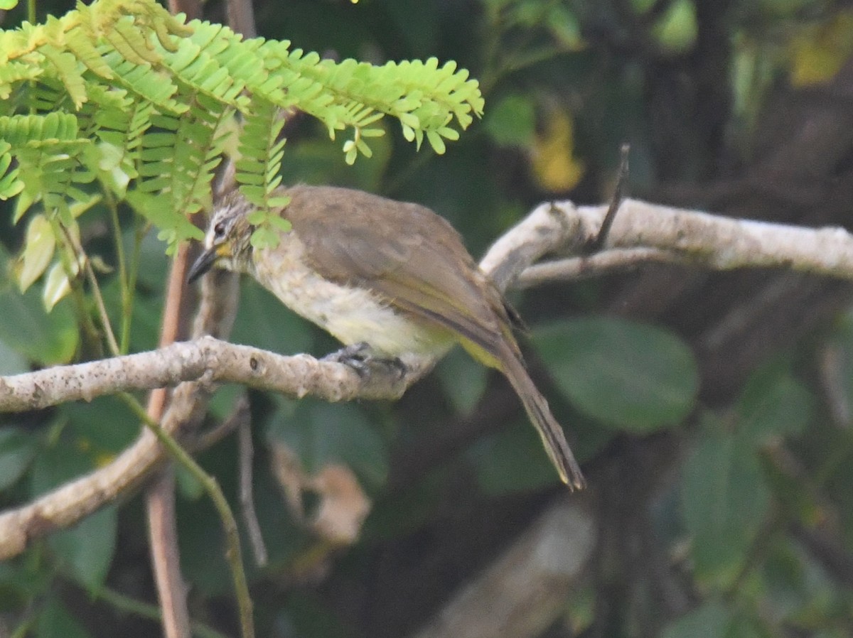 White-browed Bulbul - ML642004318