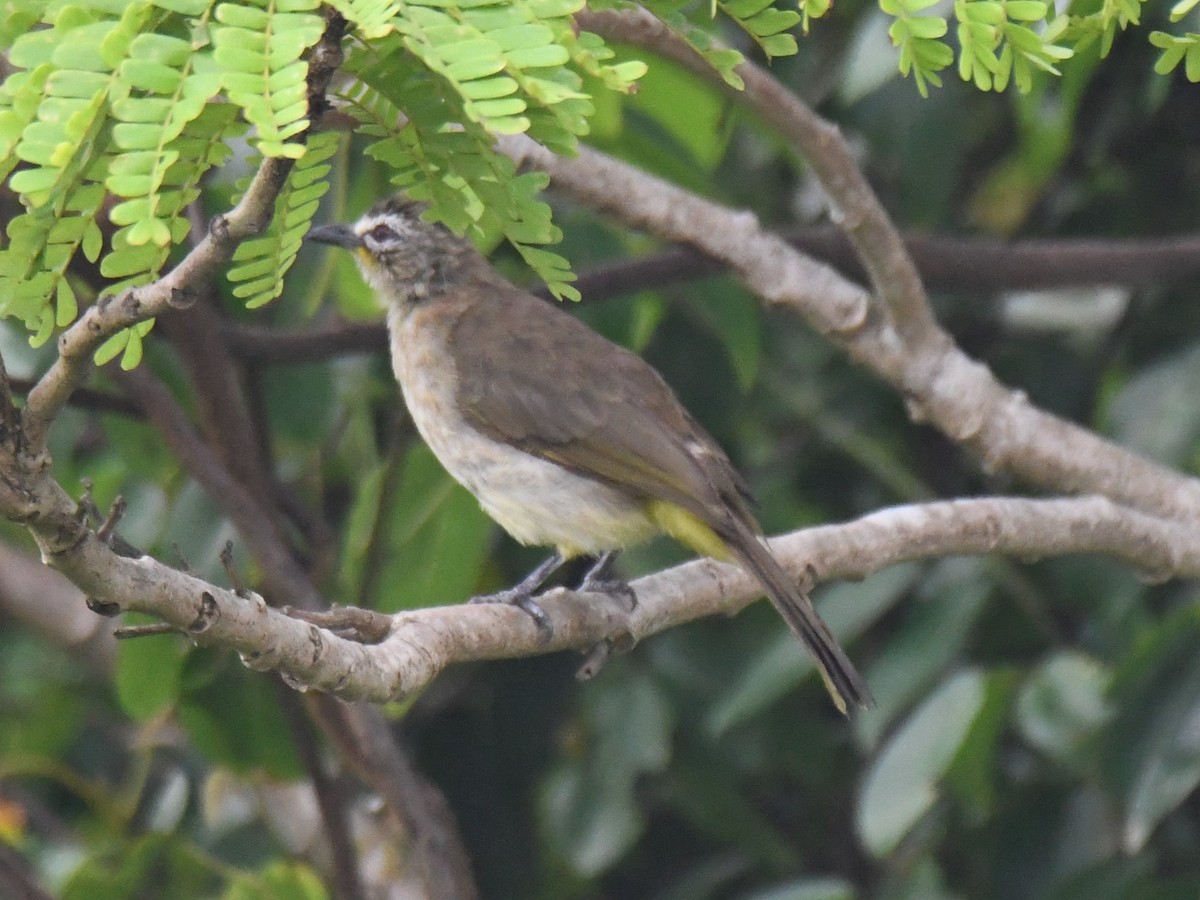 White-browed Bulbul - ML642004319