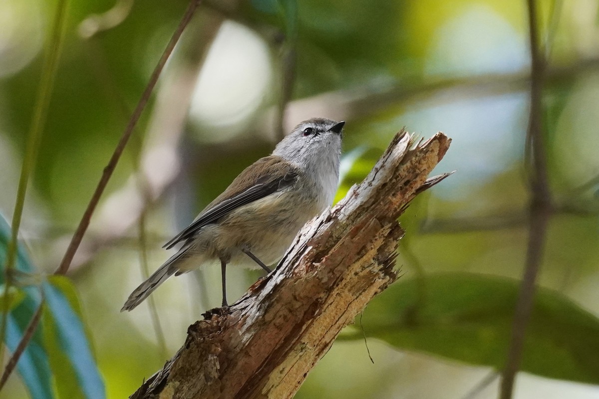 Brown Gerygone - ML642004323