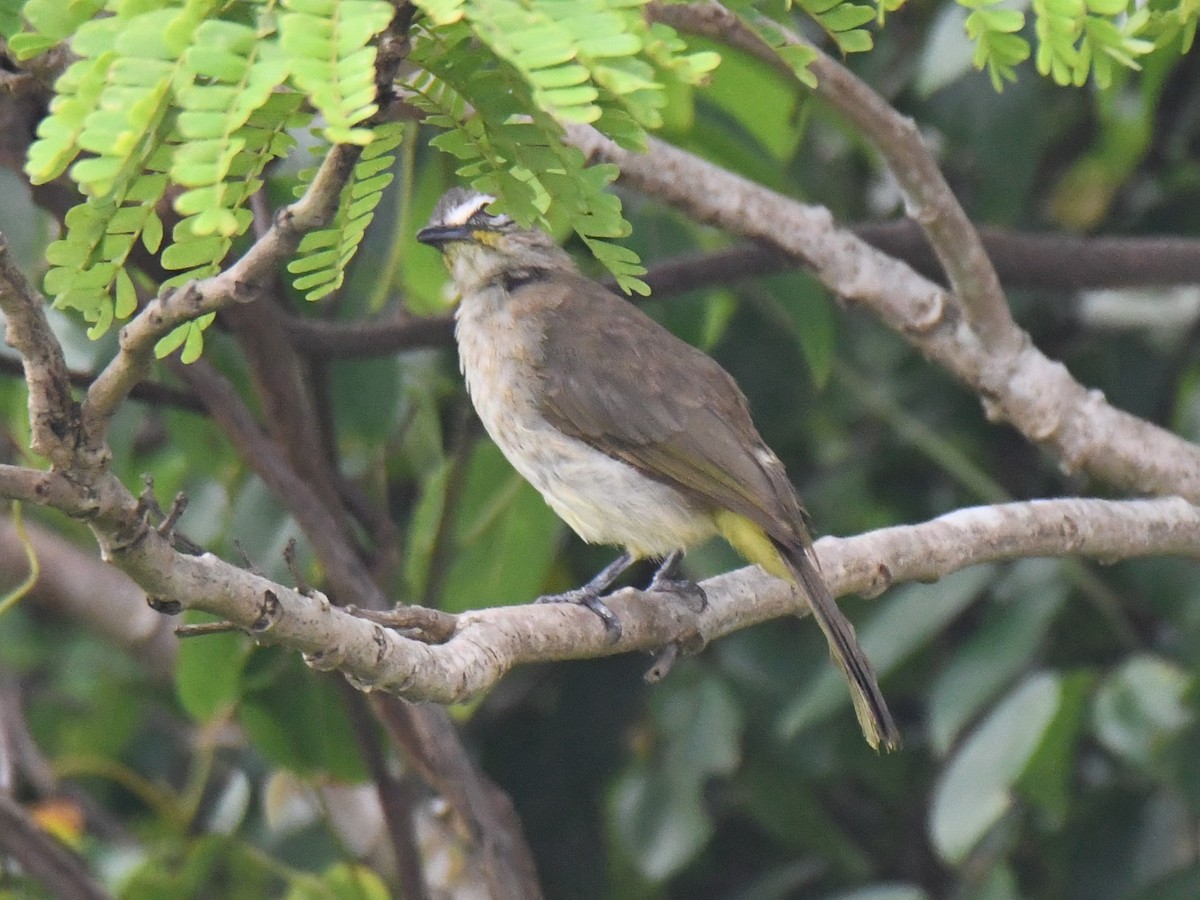 White-browed Bulbul - ML642004324