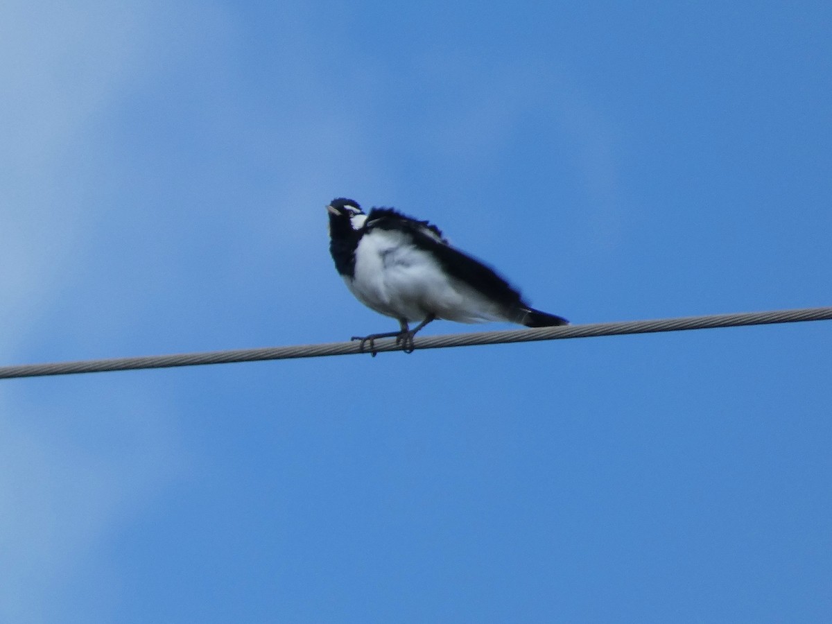 Magpie-lark - ML642004326