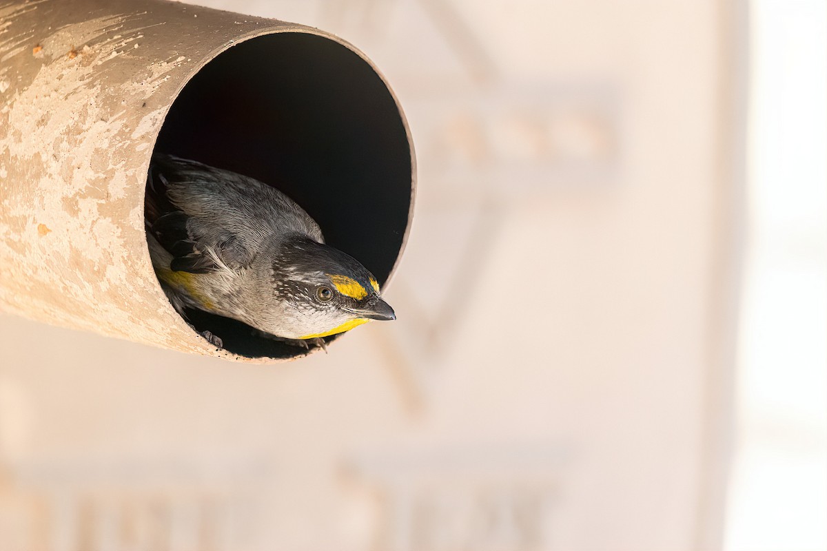 Striated Pardalote - ML642004330