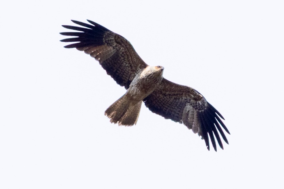 Whistling Kite - ML642004333