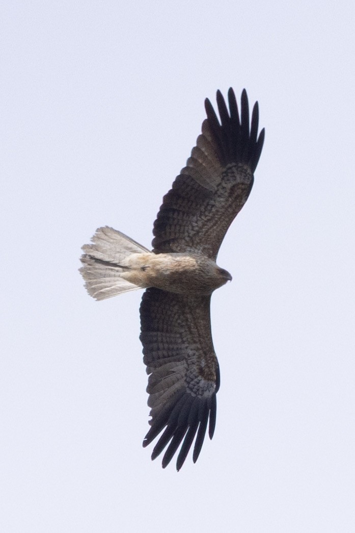 Whistling Kite - ML642004334
