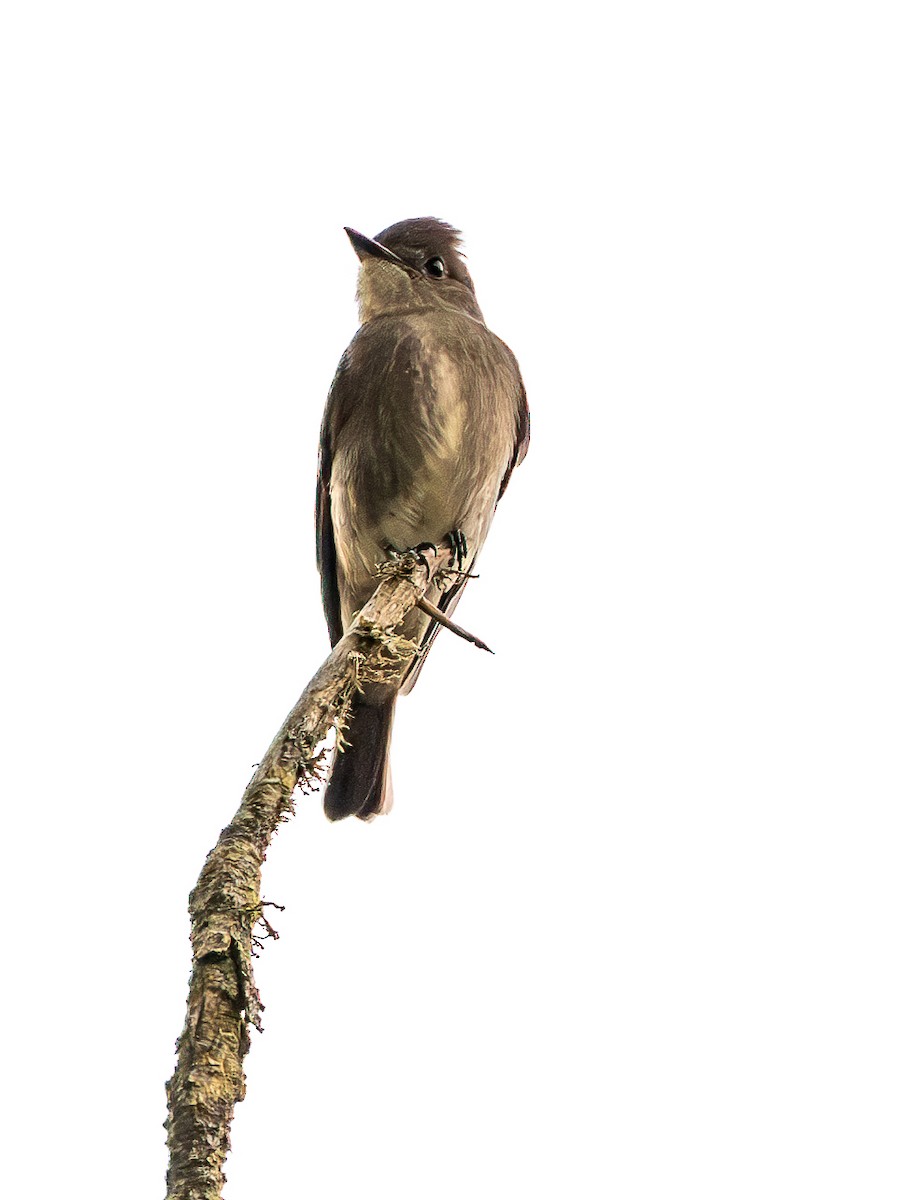 Western Wood-Pewee - ML642004335