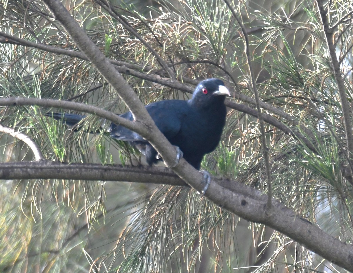 Asian Koel - ML642004336
