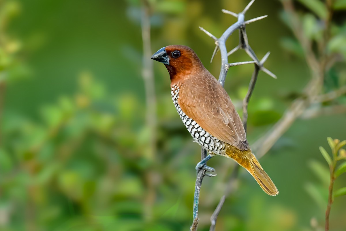 Scaly-breasted Munia - ML642004340