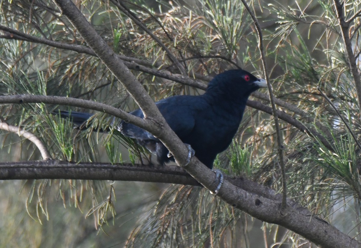 Asian Koel - ML642004343