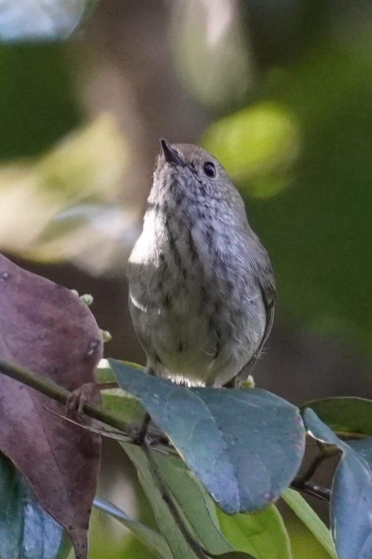 Brown Thornbill - ML642004345