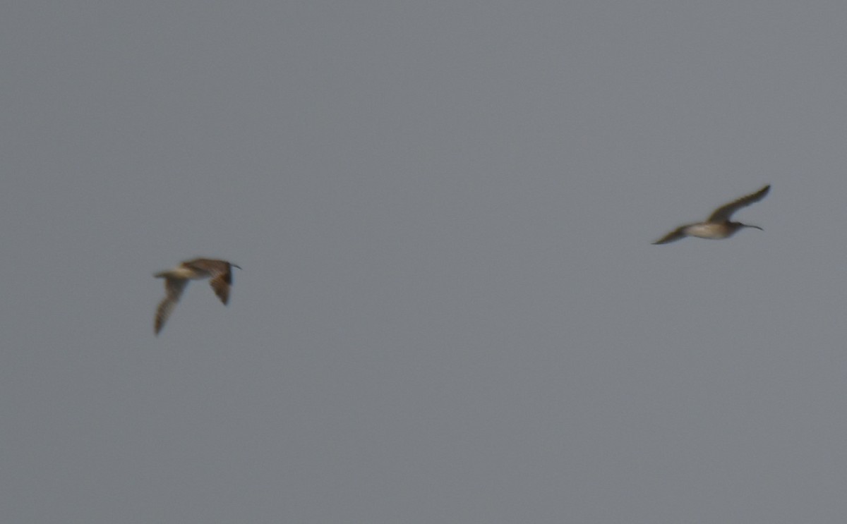 Whimbrel - ML642004346