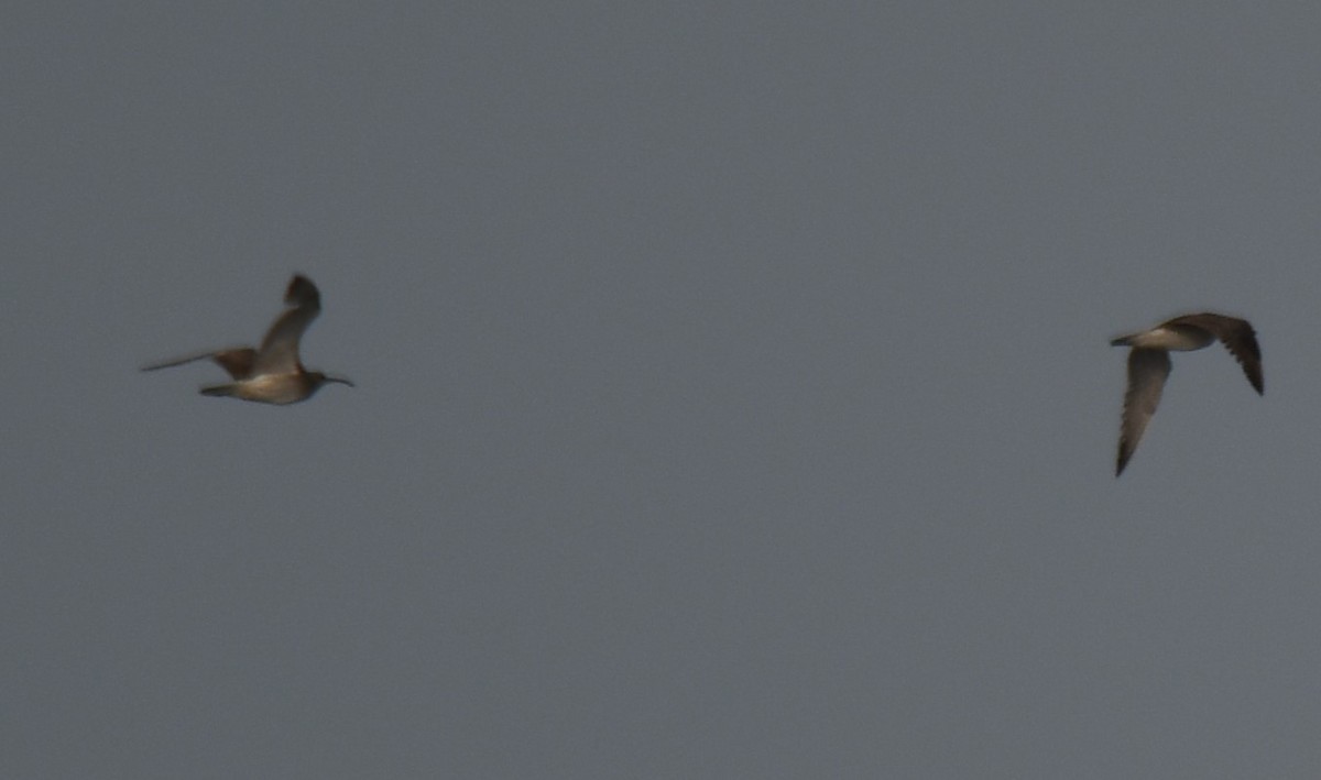 Whimbrel - ML642004347